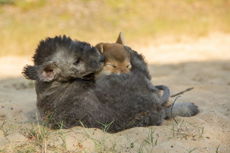 2014-07-17 Cherry & Friends-8244.jpg